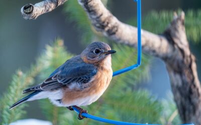 Window Feeder for Birds