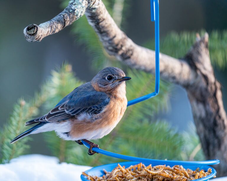 Bird feeder window