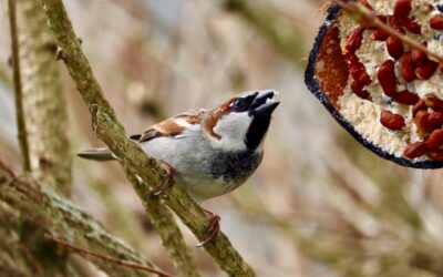 Top 10 Fruits birds like to snack on