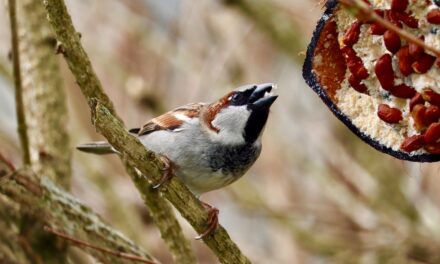 Top 10 Fruits birds like to snack on