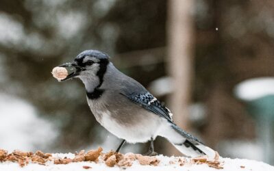 Nutty Delights: 8 Nuts Birds Love to Munch On