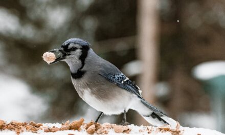 Nutty Delights: 8 Nuts Birds Love to Munch On