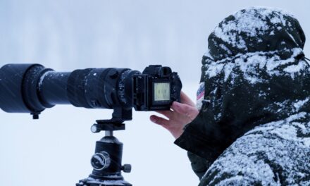 Getting Up Close and Personal: How a 600mm Camera Lens Elevates Birdwatching Adventures
