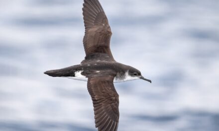 The Enigmatic Manx Shearwater: A Marvel of the Sea