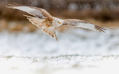 Red Kite Albino