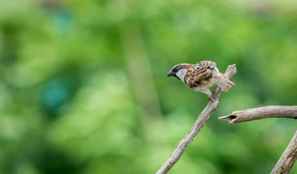 House Sparrow