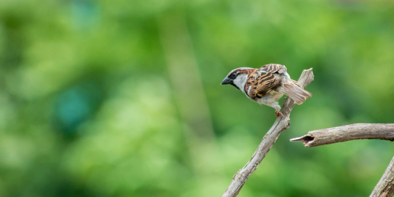 The Importance of House Sparrows in Urban Ecosystems