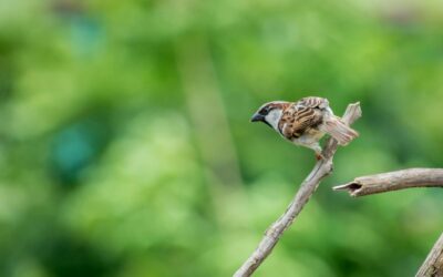 The Importance of House Sparrows in Urban Ecosystems