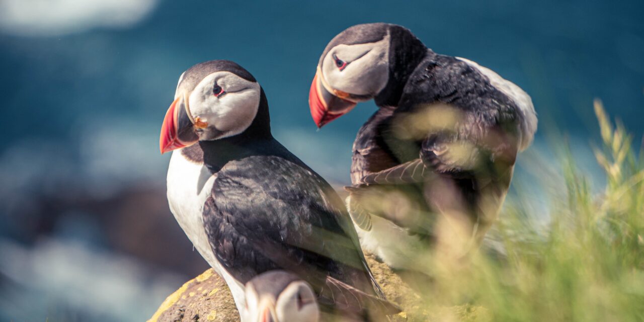 Skomer Island Birdwatching: A Guide to the Best Spots and Species