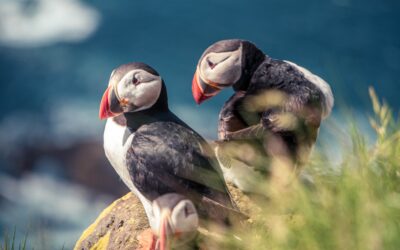 Skomer Island Birdwatching: A Guide to the Best Spots and Species