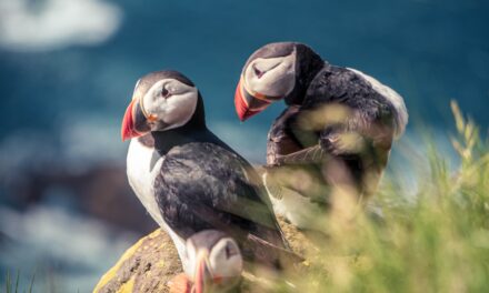 Skomer Island Birdwatching: A Guide to the Best Spots and Species