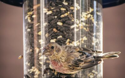 When to Feed Garden Birds: A Guide to Optimal Feeding Times