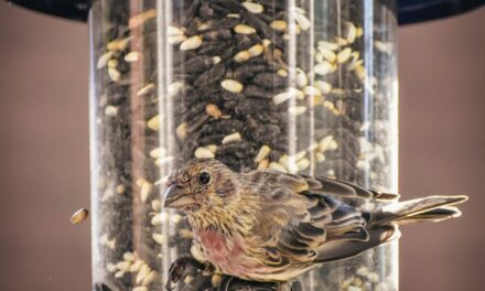 Bird Seed: A Guide to Choosing the Best Options for Your Garden birds