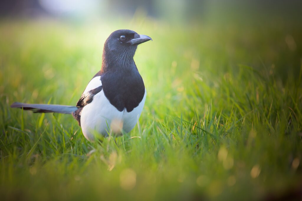 Magpies - Majestic Birds
