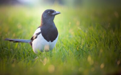 The Fascinating Behavior of Magpies: Intelligence and Social Structures