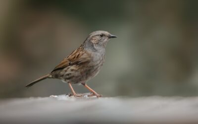 Dunnock: A Common Garden Bird in the UK