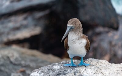 Birdwatching on the Coast