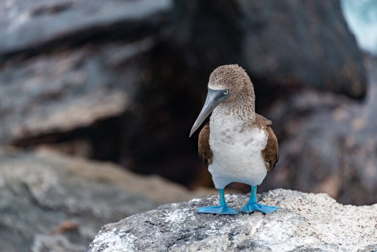 Birdwatching Coast