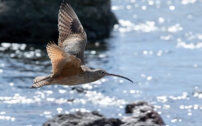 From Marshes to Coasts: Discovering the Diverse Species of Wading Birds in the UK