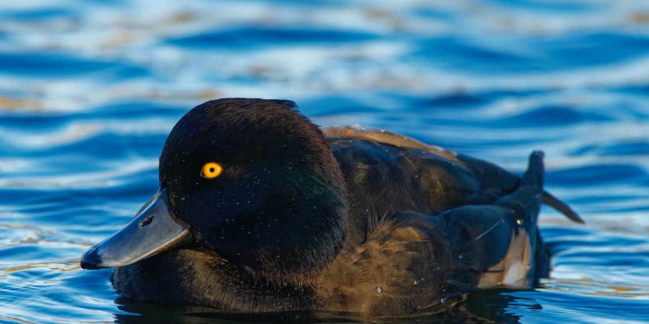 Tufted Duck: The Master of Diving and Feeding Techniques