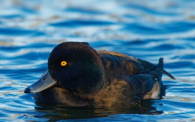 Tufted Duck: The Master of Diving and Feeding Techniques