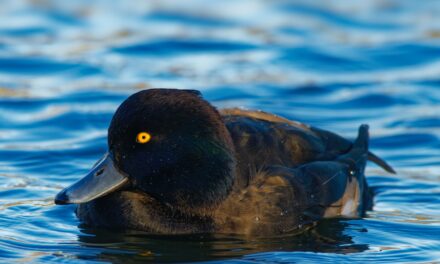 Tufted Duck: The Master of Diving and Feeding Techniques