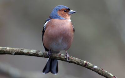 Chaffinch: A Common Garden Bird in Europe