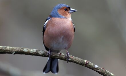 Chaffinch: A Common Garden Bird in Europe