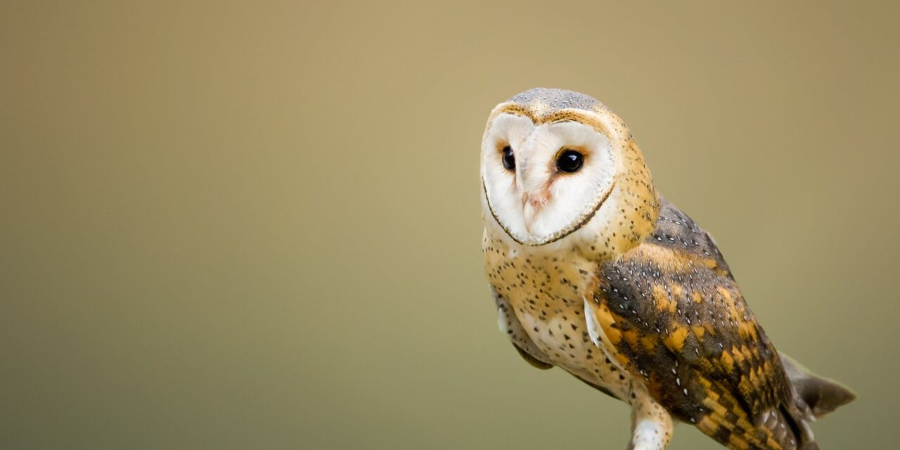 Owls: Nature’s Perfect Predators and Guardians of the Night