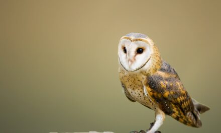 Owls: Nature’s Perfect Predators and Guardians of the Night