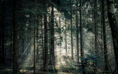 Birdwatching in Delemere Forest