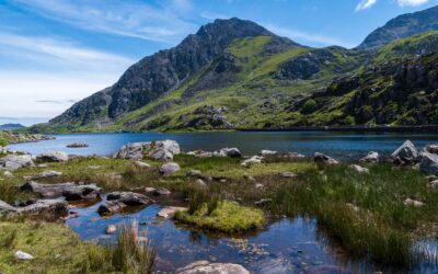 Mid Wales: A Hidden Gem for Birdwatching Enthusiasts