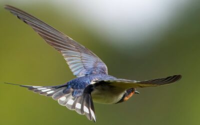 The Ecological Importance of Swallows: Nature’s Pest Controllers