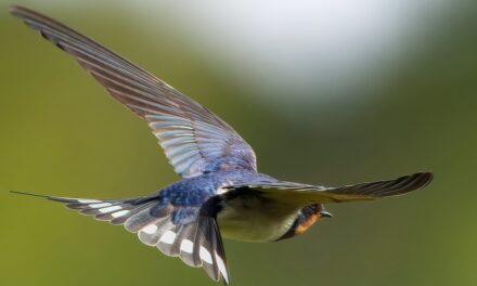 The Ecological Importance of Swallows: Nature’s Pest Controllers