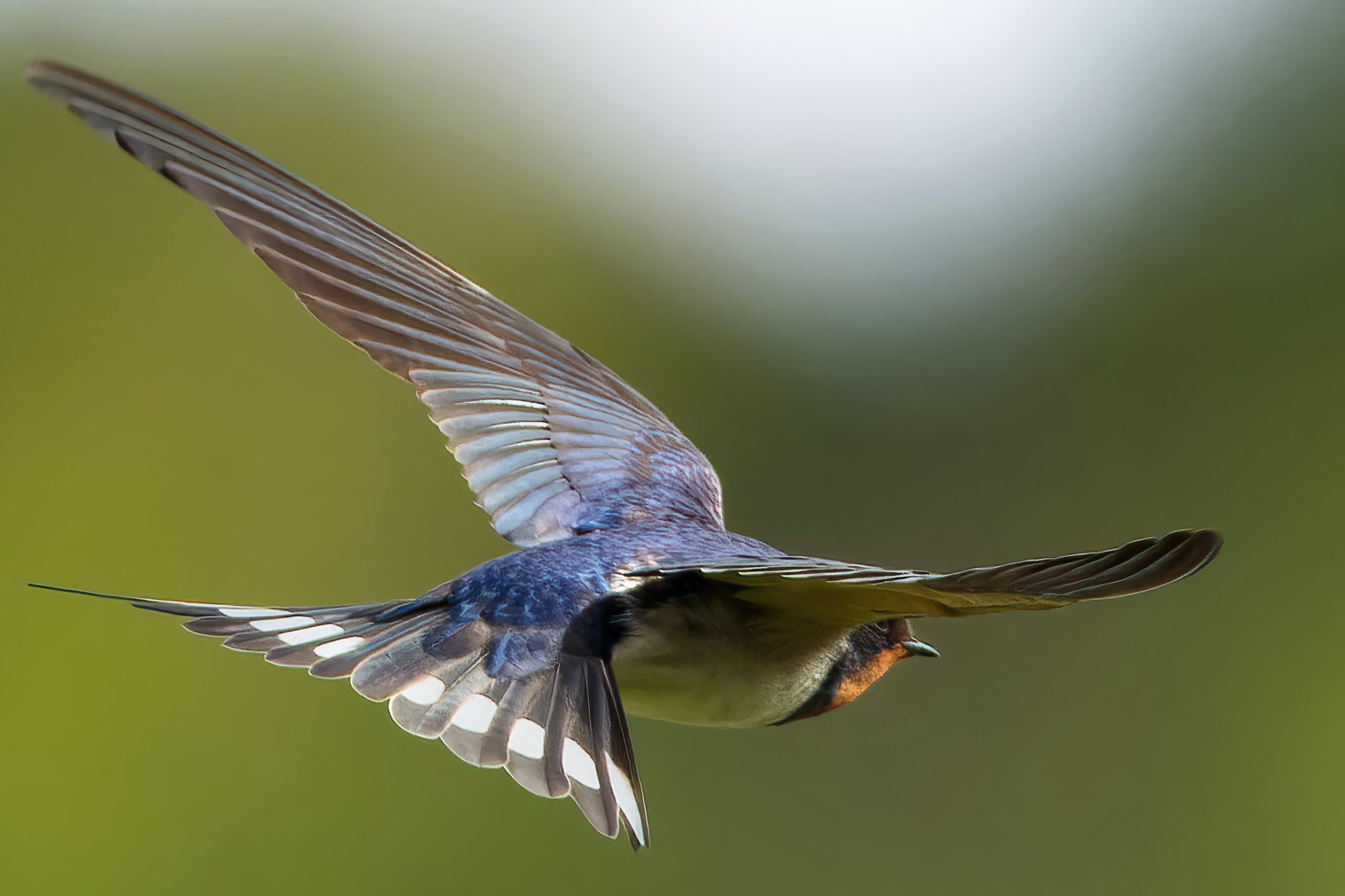Swallows Natures Pest controller