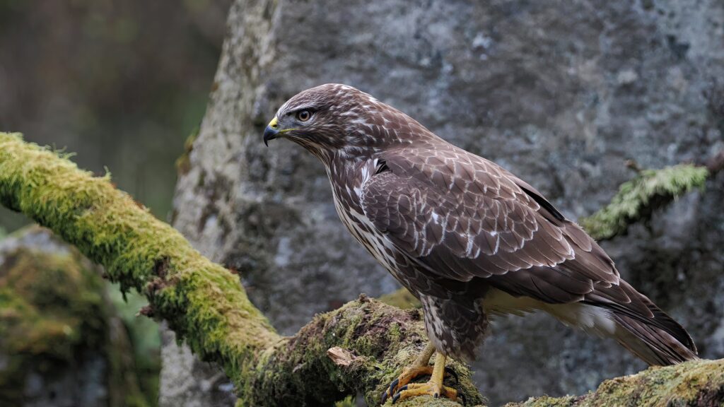 Buzzard Garden