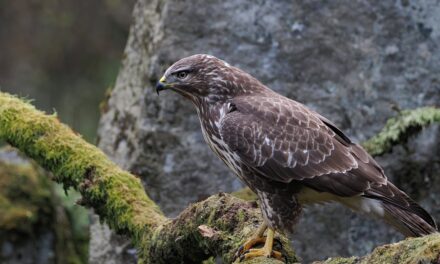 Creating a Buzz: Tips and Tricks to Lure Buzzards to Your Backyard