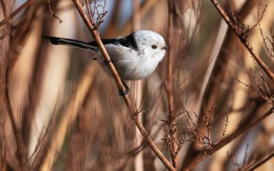 Long-tailed Tit: Facts and Information about this Adorable Bird