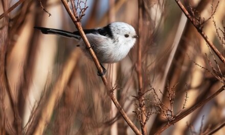 Long-tailed Tit: Facts and Information about this Adorable Bird
