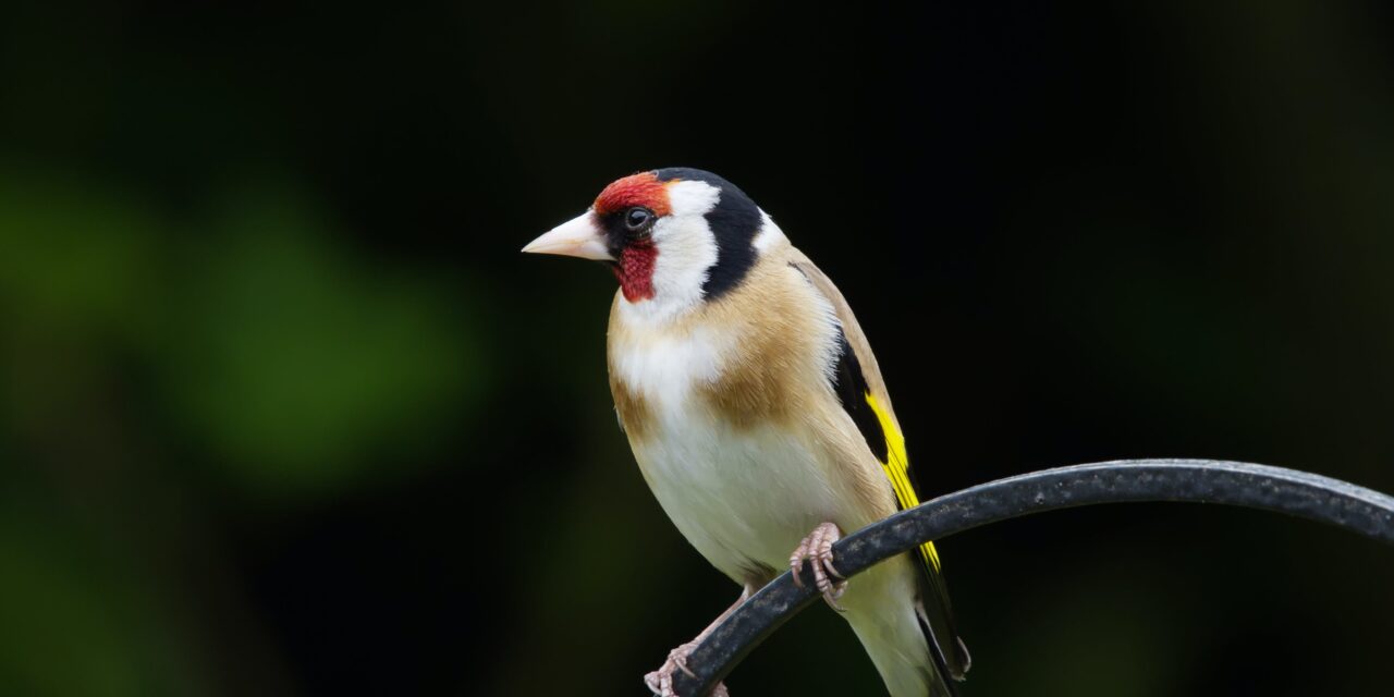 Goldfinch Bird: Facts and Information