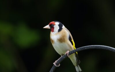 Goldfinch Bird: Facts and Information