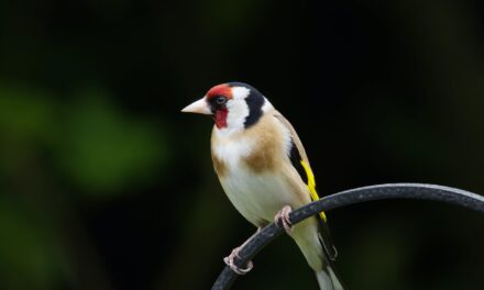 Goldfinch Bird: Facts and Information