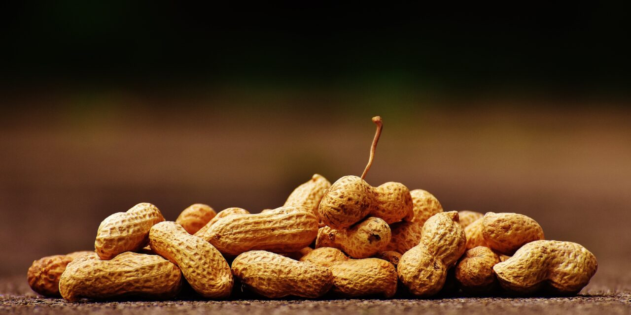 Bird Peanuts: A Nutritious and Popular Food for Wild Birds