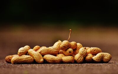 Bird Peanuts: A Nutritious and Popular Food for Wild Birds