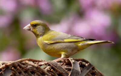 Attracting Greenfinches to Your Garden: Tips and Tricks