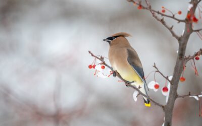 The Fight for Survival: Endangered Birds in the UK