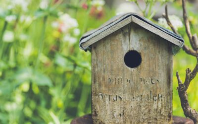 Bird House Styles: Exploring Traditional and Modern Designs