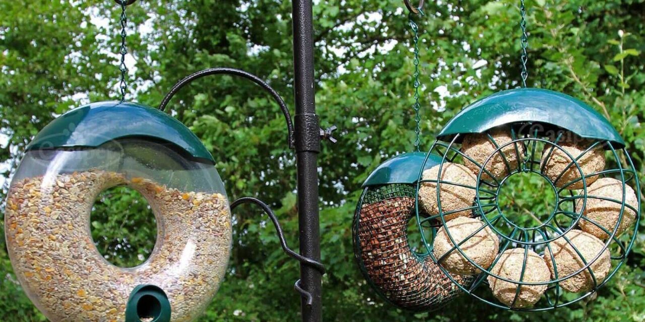 Fat Balls for Birds: A Guide to Feeding Garden Birds