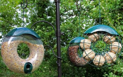 Fat Balls for Birds: A Guide to Feeding Garden Birds