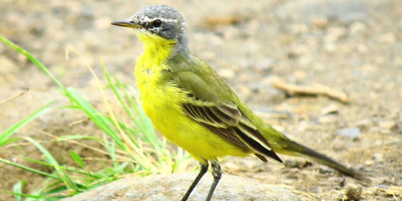 Yellow Wagtail: A Guide to Identification and Habitat